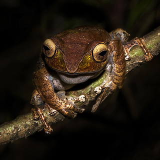 Ranomafana - Boophis madagascariensis frog